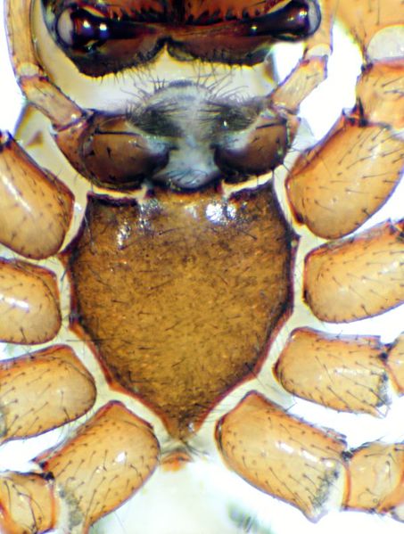 Datei:Hilaira herniosa f Finnmark-29.07.11-122-0 sternum.jpg