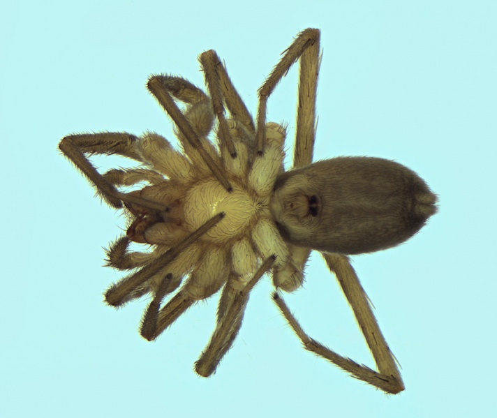 Datei:Mesiotelus mauritanicus female 20130328205308-f259fde3-me.jpg