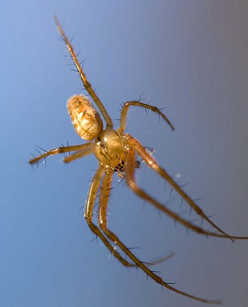 Datei:Metellina segmentata M 7-3060.jpg