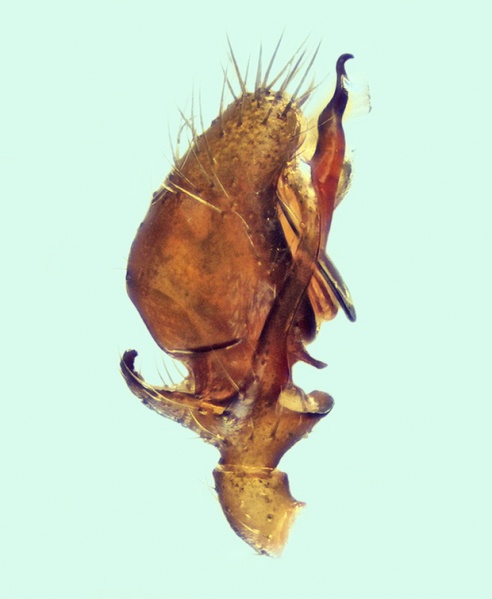 Datei:Trichoncus saxicola mape tibialapo 20150222202858-93972c2d-me.jpg