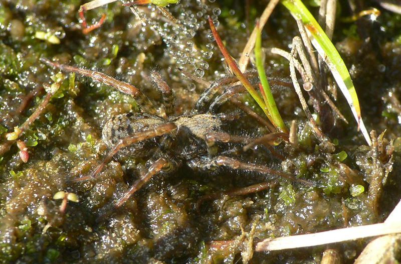 Datei:Arctosa leopardus 3 1024.jpg