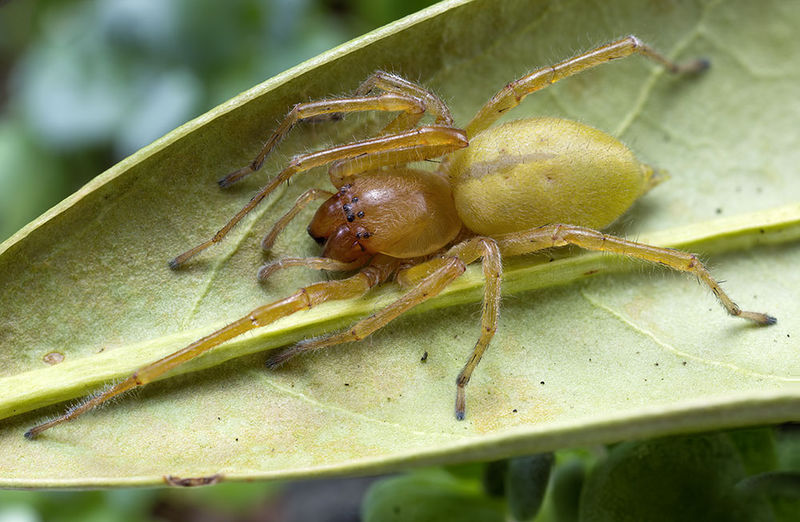 Datei:Cheiracanthium-canariense Teneriffa-ValleSecco-SantaCruz 15-12 01-female.jpg