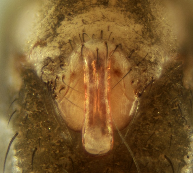 Datei:Palliduphantes dentatidens female 20170503133639-cebc529a.jpg