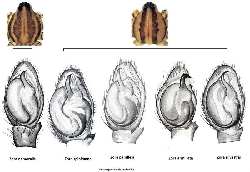Datei:Zora palp ventralt HLovbrekke.jpg