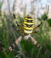 Argiope bruennichi klein.jpg