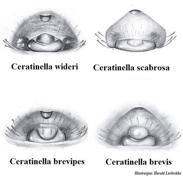Datei:Ceratinella epigynenvergleich 1 HLovbrekke.jpg