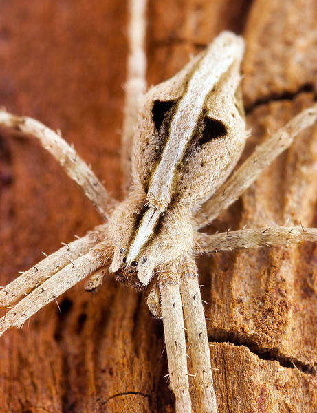 Datei:Cladycnis-insignis Teneriffa-Caldera 15-06 01.jpg