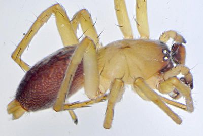 Clubiona frutetorum m-800.jpg