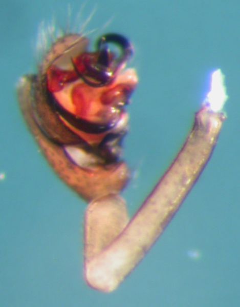 Datei:Dicymbium nigrum left palp AFjellberg.jpg