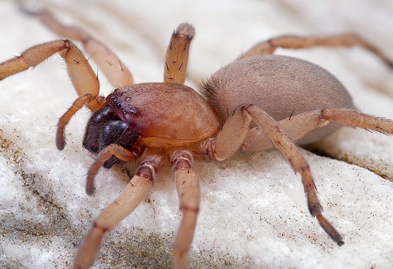 Datei:Drassodex-hypocrita St-Arnac 15-10 03-female.jpg