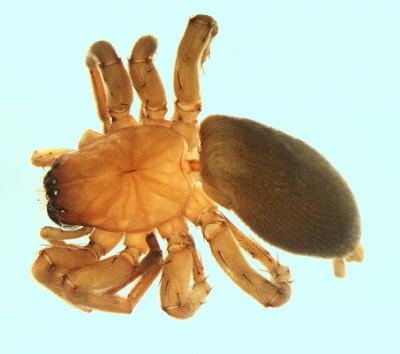 Drassodex fritillifer female 20170921113744-6f615b30-me.jpg