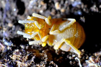 Holoscotolemon lessiniense, Italy, Susa (2) Schoenhofer.jpg