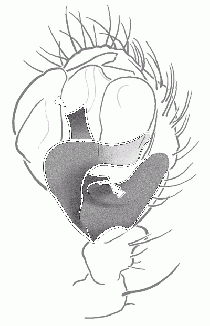 Mansuphantes-mansuetus Schmieden 09-03 03-Ped.gif