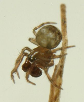 Mysmenella jobi m 3.JPG