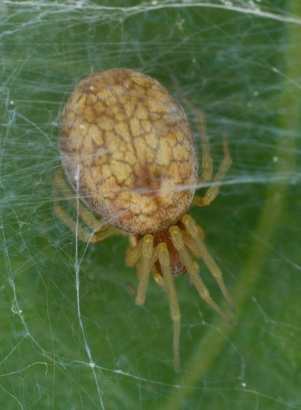 Datei:Nigma flavescens W 7-6533.jpg