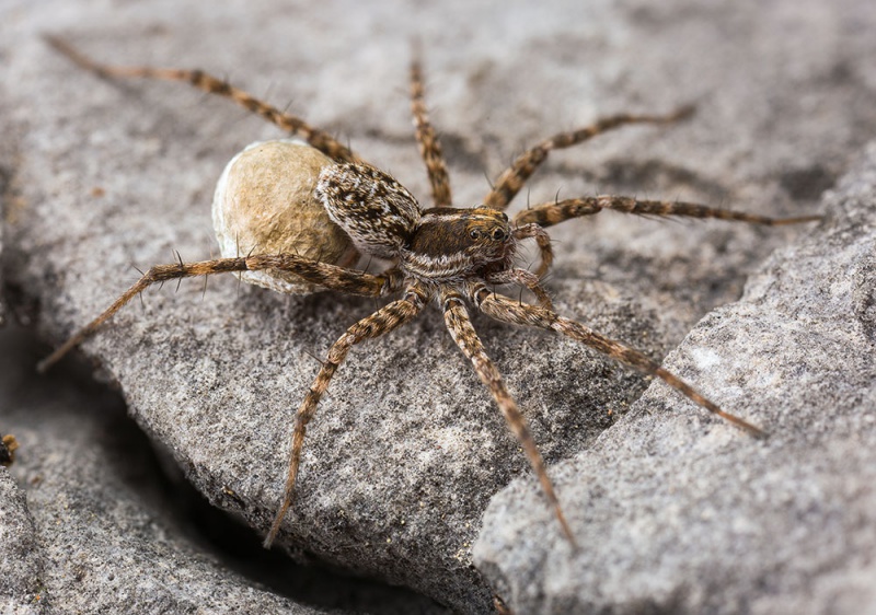 Datei:Pardosa-blanda Hochmiesing 17-07 02-female.jpg