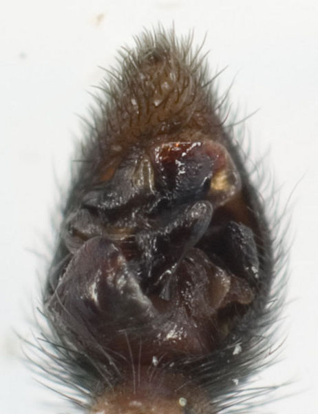 Datei:Pardosa palustris Ped vent 7-6378.jpg