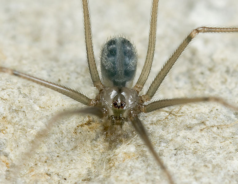 Datei:Psilochorus-simoni Katja 09-09 01.jpg