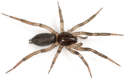 Pumilus Reinstaedt 08-05 01.jpg