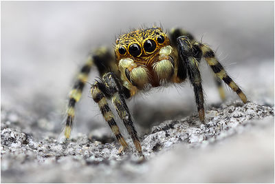 Talavera aequipes male frontal Schaefer.jpg