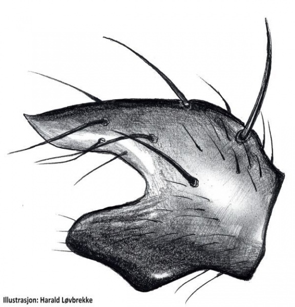 Datei:Xysticus bifasciatus tibialapophyse retrolateral HLovbrekke.jpg