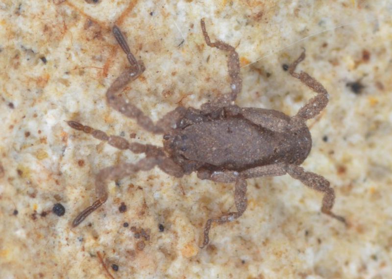 Datei:Anelasmocephalus brignolii Canu (2).jpg