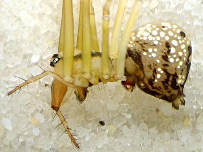 Floronia bucculenta f lat-14.08.09-452-1.jpg