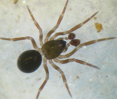 Glyphesis servulus m 2 1024.jpg