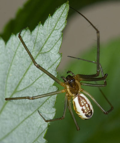 Neriene radiata W 7-6945.jpg