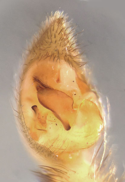 Datei:PardosaAlbatulaPalpVentral2.jpg