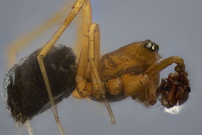 TKratochvili Lozen m lateral.jpg