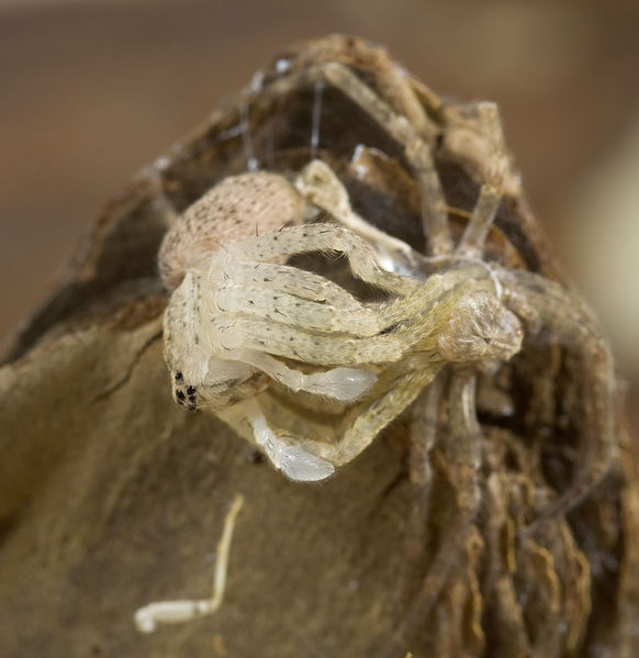 Datei:Zoropsis-oertzeni GR-Igoumenitsa 11-02 06.jpg