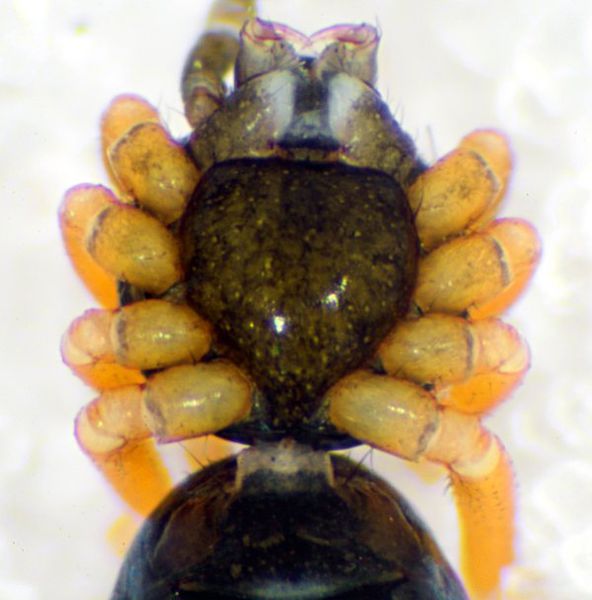 Datei:Agyneta conigera male sternum-13.05.11-460-4 (600).jpg