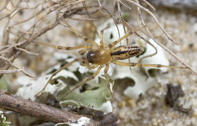 Cheiracanthium-algarvense Portugal-Duene 12-04 02.jpg