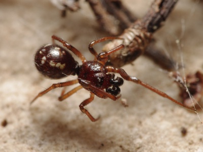 Crustulina sticta male A5602 PK0163.JPG