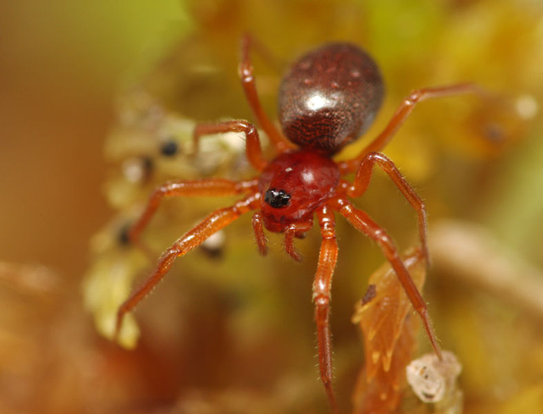 Datei:Gonatium rubens female A5975 PL0932.JPG