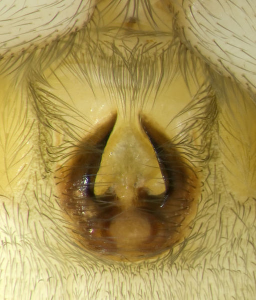 Datei:Haplodrassus-dalmatensis Sardinien-Duene 13-04 03-Epig.jpg