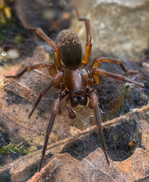 Datei:Inermocoelotes-karliskii Bulgarien-Murgash 17-04 02-male.jpg