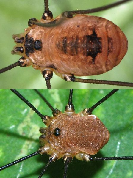 Datei:Leiobunum rotundum Paar.jpg
