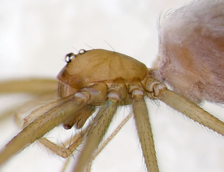 Datei:Leptoneta-crypticola-franciscoloi Alpen-ValLemina 14-09 08-female.jpg