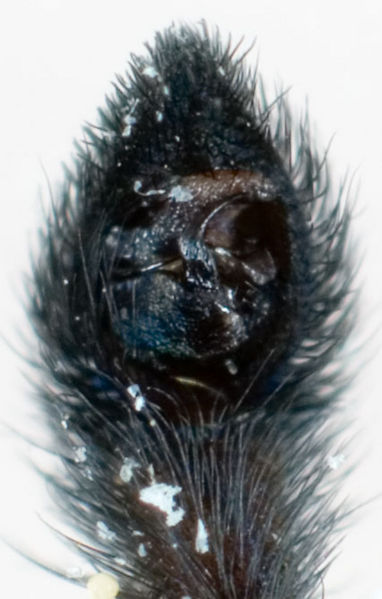 Datei:P amentata Ped 7-5922.jpg