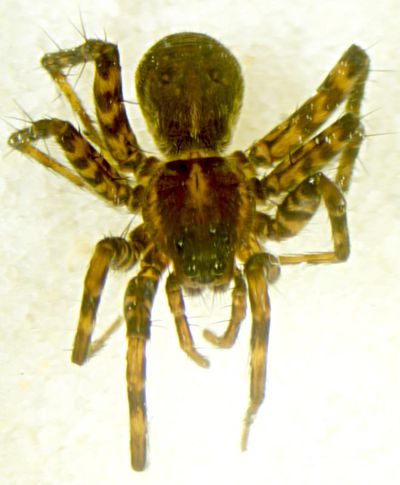 Pardosa prativaga f dorsal-800.jpg