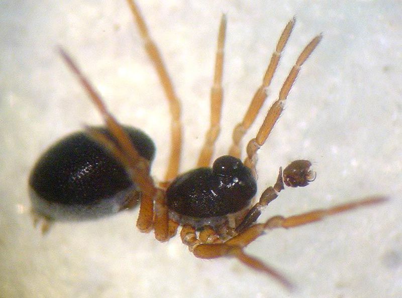 Datei:Pelecopsis parallela m la AStaudt.jpg