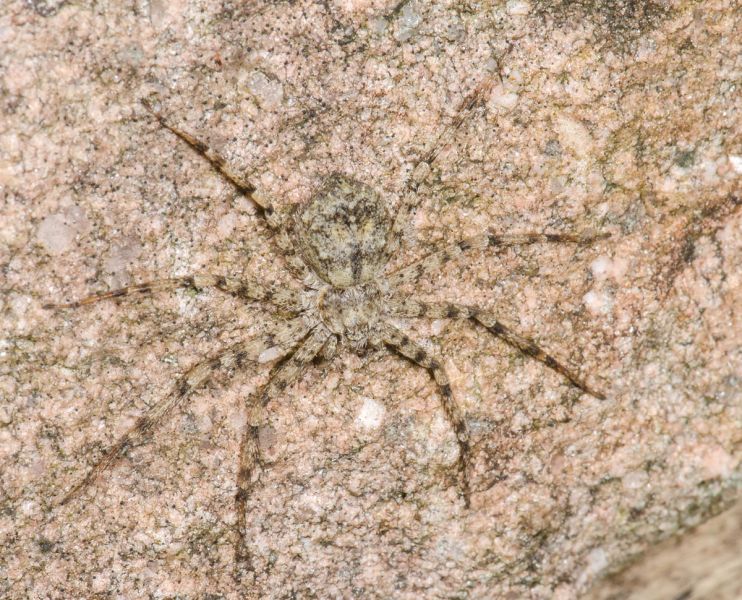 Datei:Philodromus laricium 1.jpg