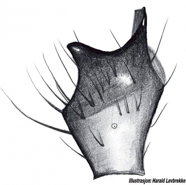 Datei:Thyreosthenius parasiticus tibialapophysis vonOben HLovbrekke.jpg