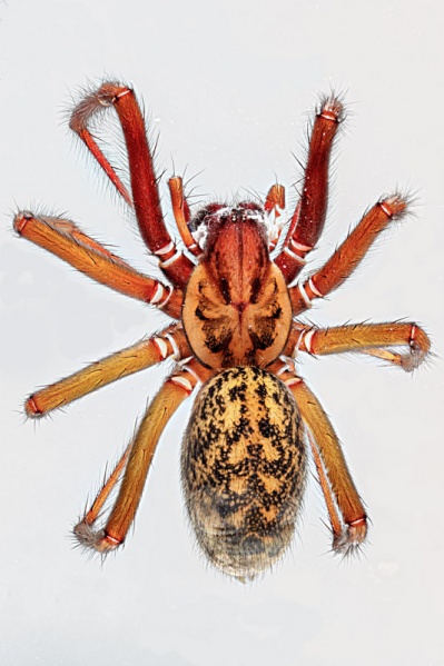 Datei:2020-04-29-12.31.13 ZS PMaxbea-2.jpg