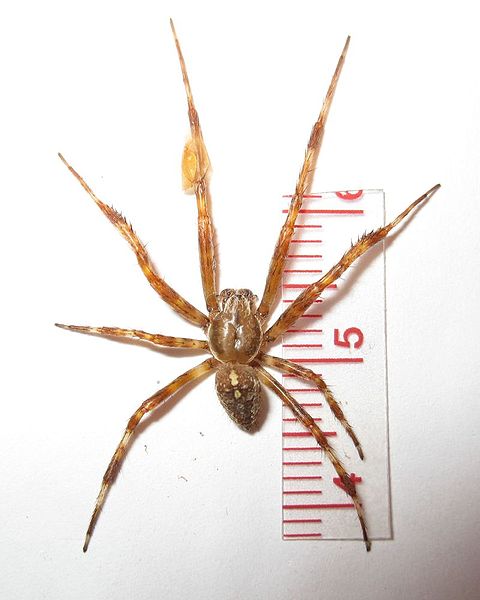 Datei:28.08.2009 Dipp+Bel (WIKI).jpg