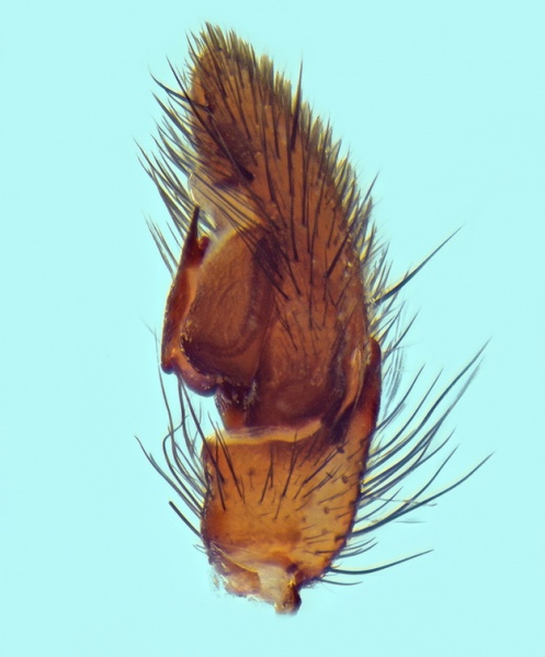 Datei:Gnaphosa alpica male 20140808171253-67f7f4a6-me.jpg