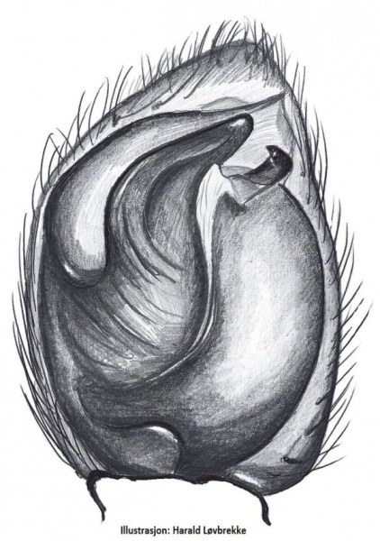 Datei:Haplodrassus signifer palp HLovbrekke.jpg