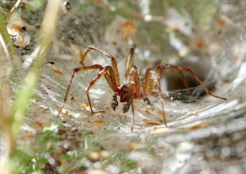 Datei:Labyrinthspinne m 02.08.22 Eichholz NF.jpg